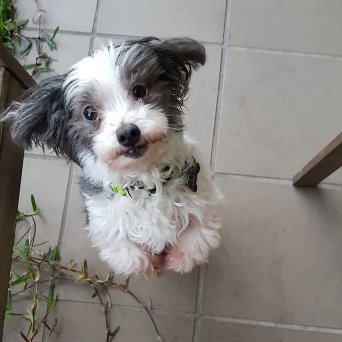 Former Puppy Mill Dog. Now 5 Years On Gretel Is Spoilt And Living It Up