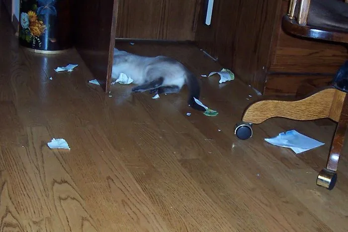 Who Mails Catnip?