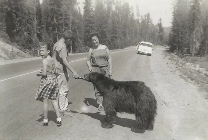 Kids and parents interacting with a bear on a forest road, showing moments when parents were cooler than their kids.