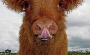 If You Ever Feel Sad, These 50 Highland Cattle Calves Will Make You Smile