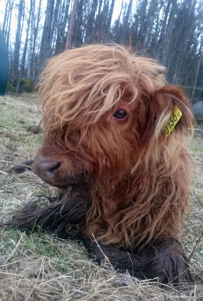 Si alguna vez estás triste, estos terneros de la raza Highland seguro que te hacen sonreír