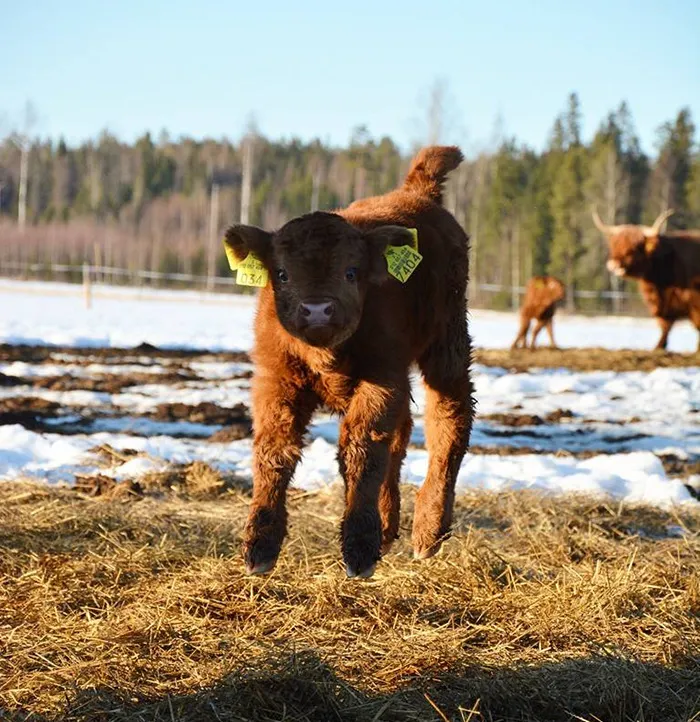 calf jumping 