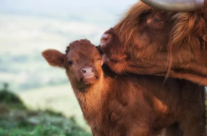 mom calf licking baby calf 