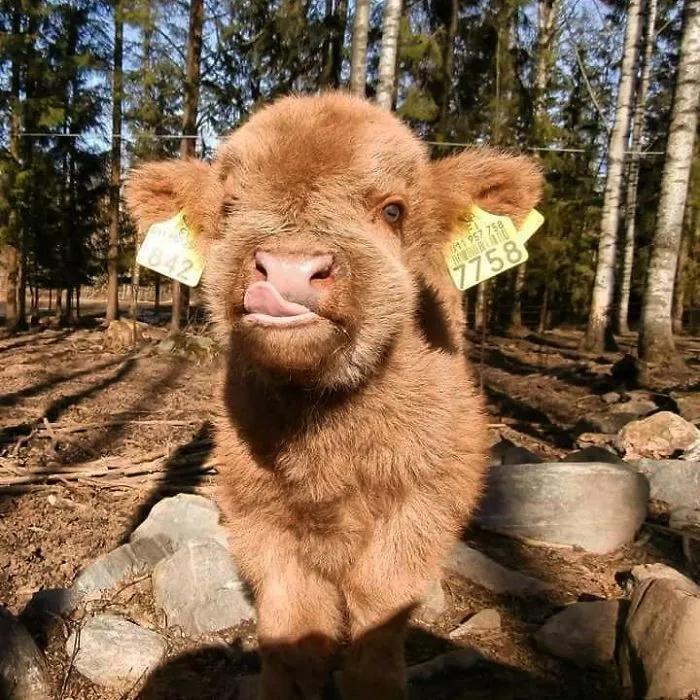 Si alguna vez estás triste, estos terneros de la raza Highland seguro que te hacen sonreír