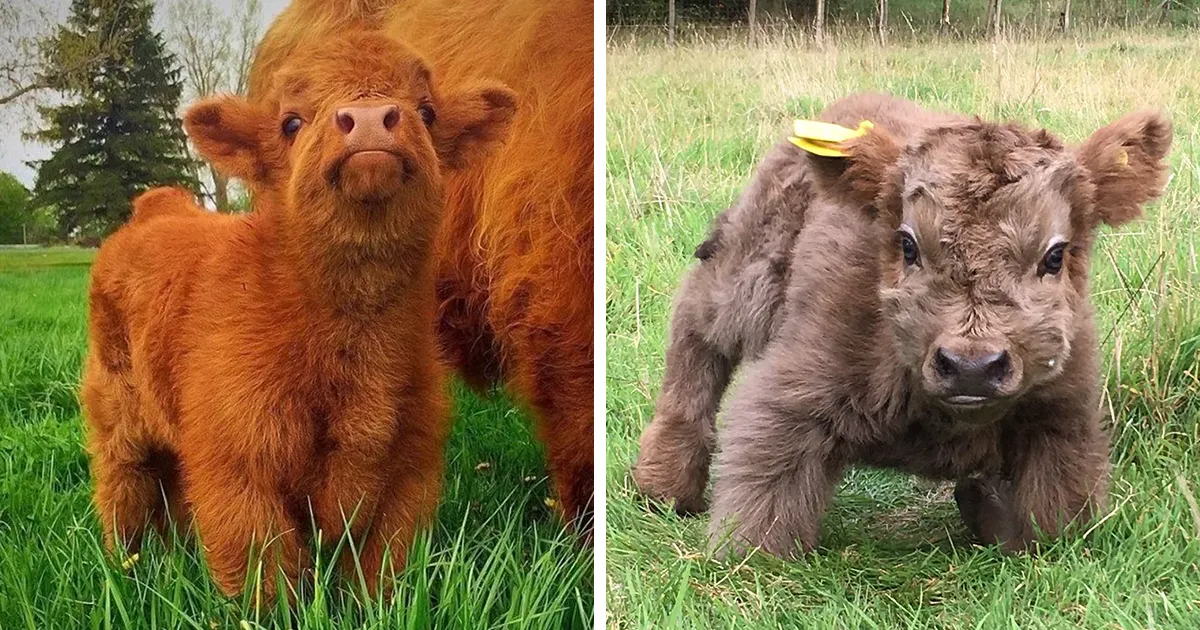 Si alguna vez estás triste, estos terneros de la raza Highland seguro que te hacen sonreír