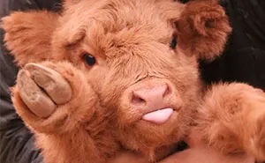 If You Ever Feel Sad, These 50 Highland Cattle Calves Will Make You Smile