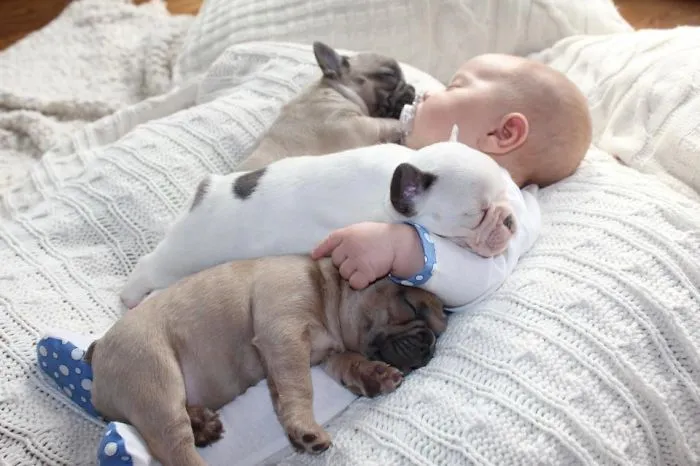 Cute Little Companions