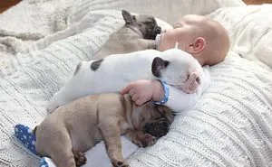 Cute Little Companions