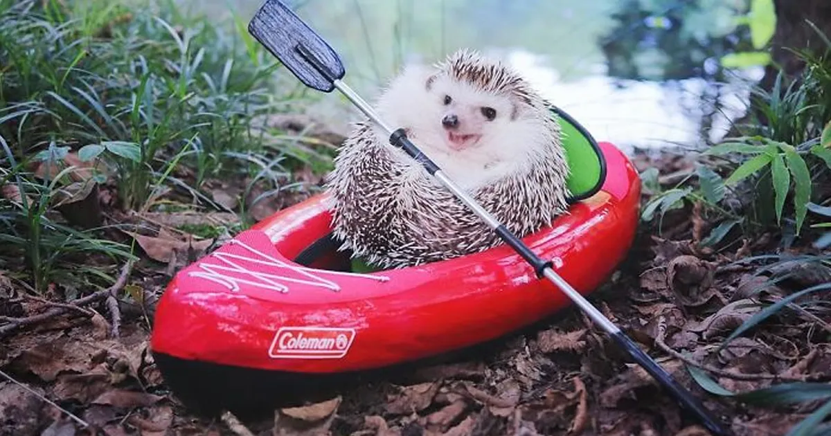 Este pequeño erizo se va de acampada, y sus fotos son lo mejor que verás hoy