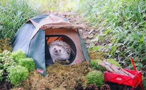 Tiny Hedgehog Goes Camping, And His Pics Are The Best Thing You'll See Today