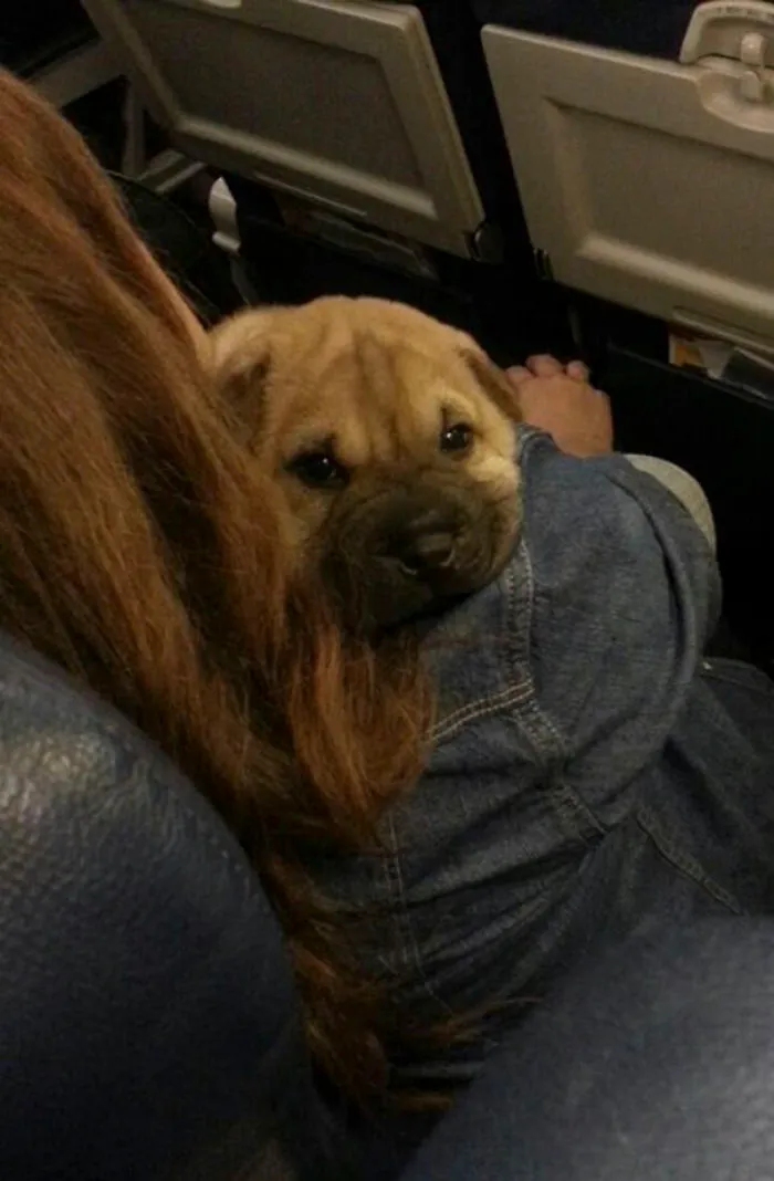 ¿Quién Trae Un Perro En El Avión? ¡Ni Sabía Que Estaba Permitido!