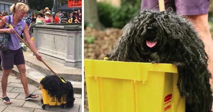 Woman Dresses Her Dog As A Mop, And It’s Probably The Best Pet Costume We’ve Ever Seen