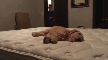 Surprised My Girlfriend With A Puppy