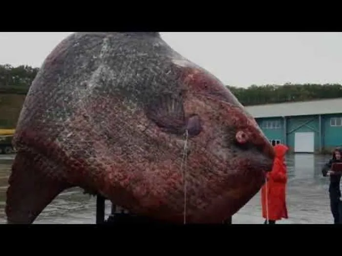 ​russian Fishermen Were Out In A Boat On The Pacific When They Hauled In This 1-Ton M...er.