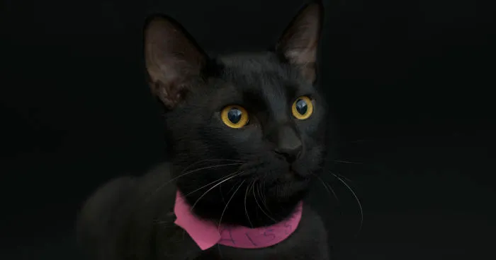 I Photographed Black Cats For Halloween