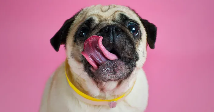 Pugs And Kisses