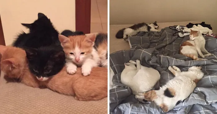 This Animal Lover Is Doing Amazing Things To Save Abandoned Cats In Saudi Arabia