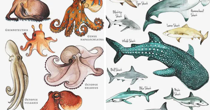 I Draw Animal Posters Using Pencils And Watercolors