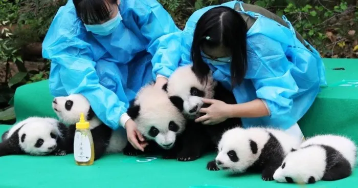 These Images Of 10 Panda Cubs Will Fill Your Heart With Joy
