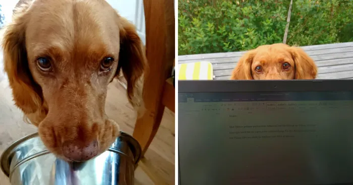 My Friend's Dog's Way Of Communication Is Making Me Laugh