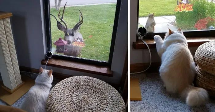 The Moment This Owner Realized His Cat Is A Disney Princess