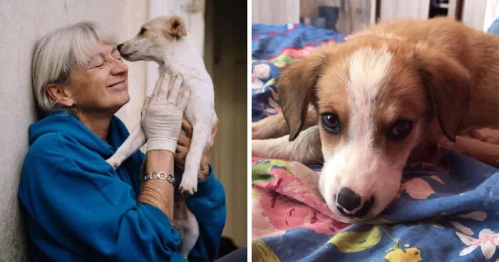 Helen's House Of Hope: A New Life For The Abandoned And Mistreated Dogs Of Bulgaria