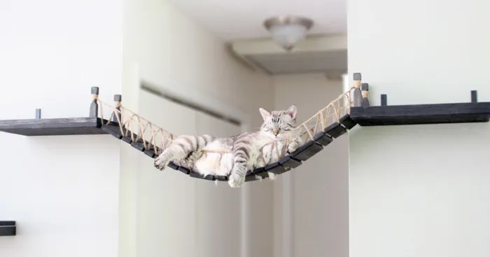 We Created An Indiana Jones Bridge For Our Cat