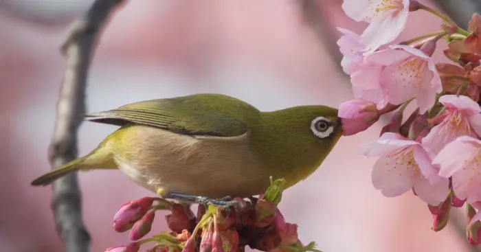 I Capture The Simple Beauty Of Nature In Japan