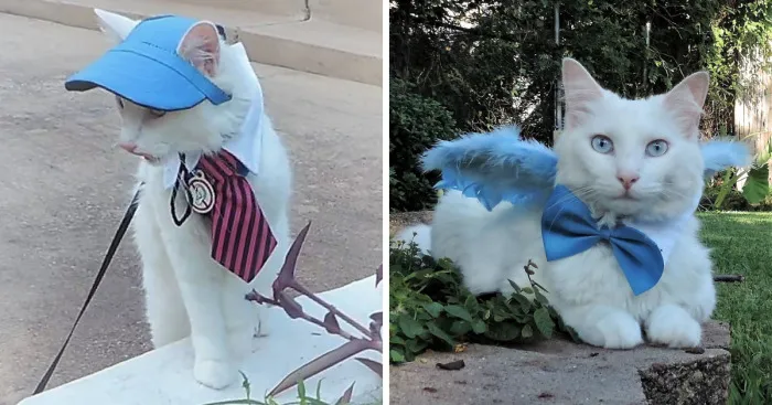 This Cat Has A Bigger Wardrobe Than His Owner