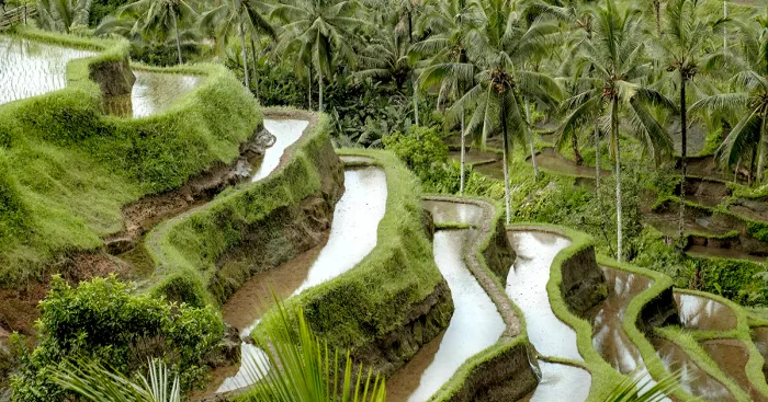 We Photographed The Most Beautiful Rice Terraces In Bali