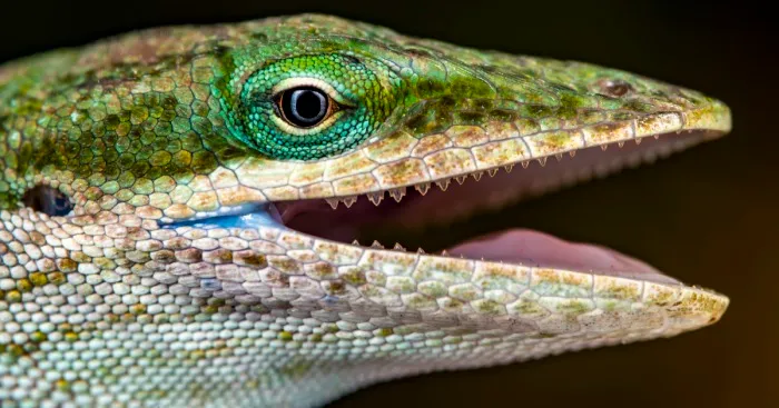 Elevate Your Macro Photos: 5 Tips From A National Geographic Explorer