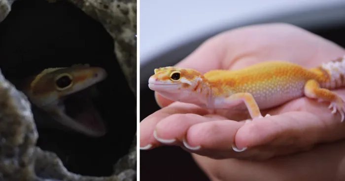 The Cutest Yawning (Or Laughing) Gery The Gecko
