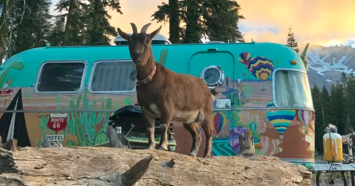 Meet The Coolest Travelling Goat