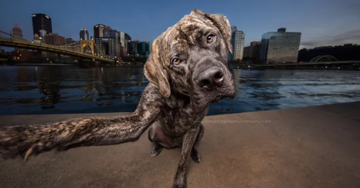 These Dogs Have Mastered The Art Of The Selfie