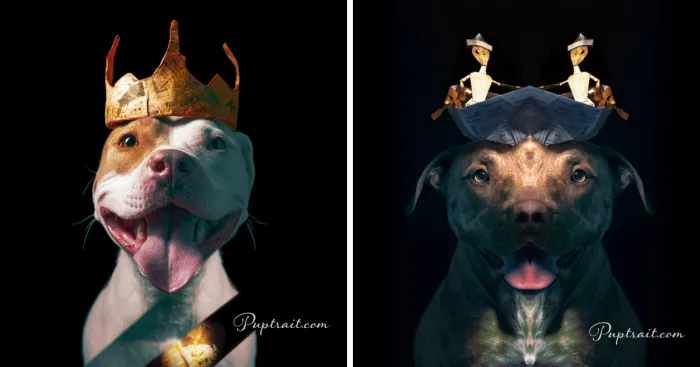Foster Dogs And Other Discarded Things Come Together For Whimsical And Surreal Pet Portrait Series