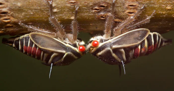 I Photographed Evidence Of Maternal Instincts In Insects