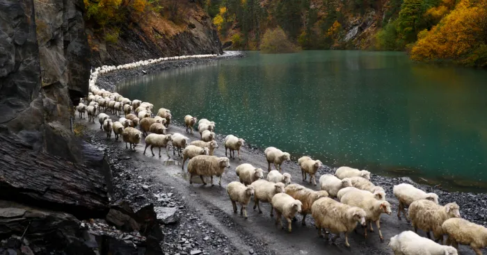 The Mountain Shepherds In Georgia