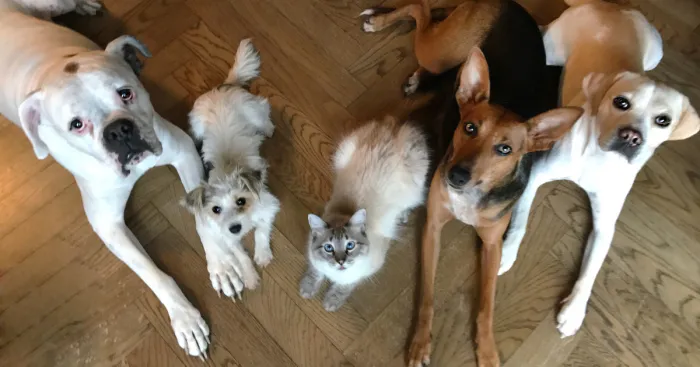The Berlin Rat Pack Makes One Crazy Family
