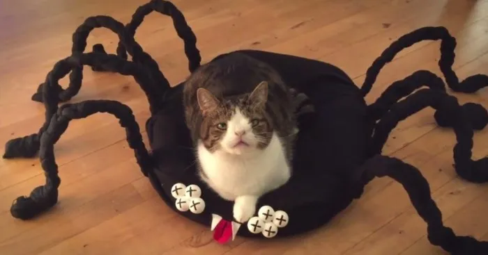 Diy Halloween Spider Cat Bed