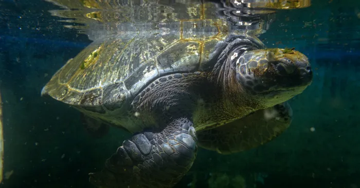 I've Been Photographing The Sea Turtle Rescue Center For 4 Years