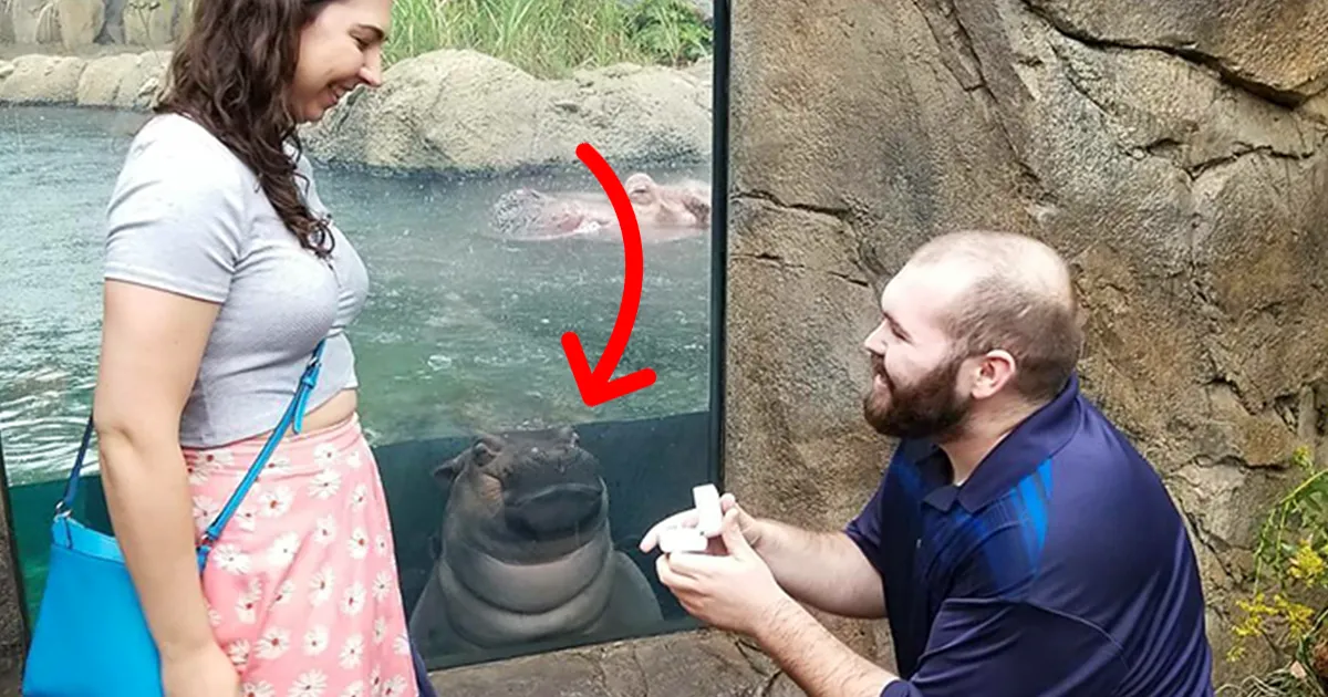 La hipopótama Fiona hizo photobomb en las fotos de compromiso de esta pareja, y mejoraron considerablemente