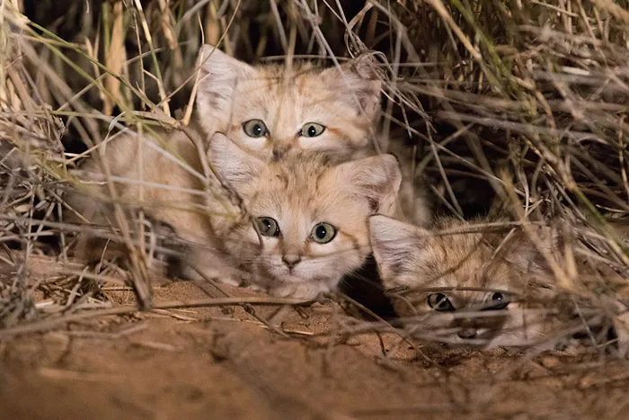 Wild Sand Kittens Have Just Been Caught On Film For The First Time Ever And They're Too Adorable