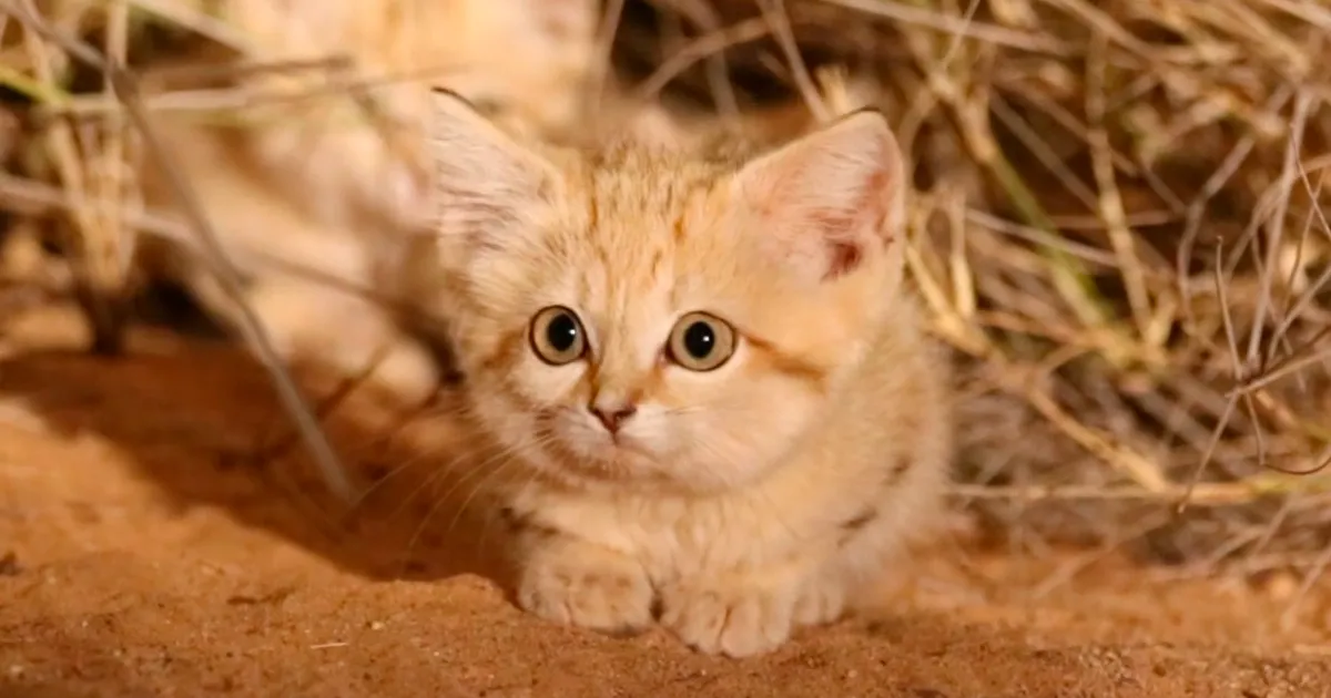Por 1ª vez se capta en vídeo a crías de gato de las arenas en estado salvaje, y son adorables
