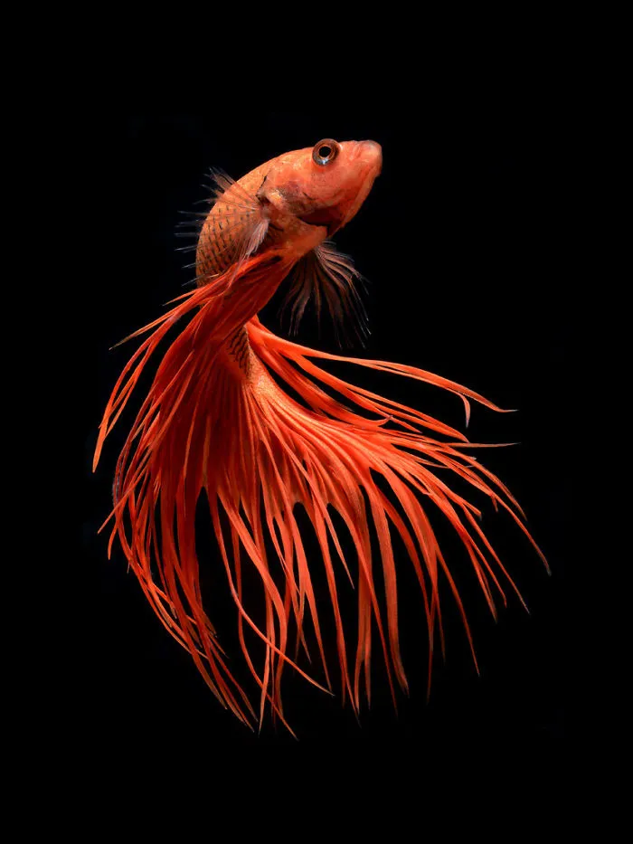 Stunning New Portraits Of Siamese Fighting Fish By V. Angkatavanich