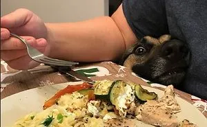 Share Pictures Of Your Pets Being Jerks