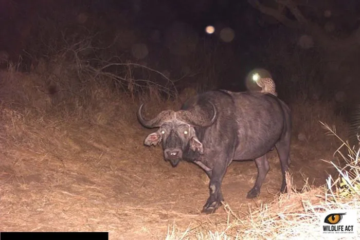 Wild Cat Riding A Buffalo