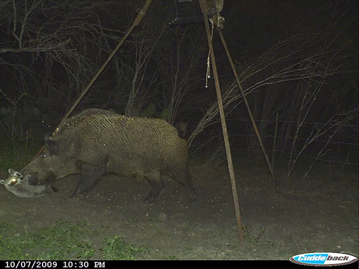 One Unfortunate Raccoon
