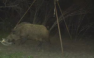 62 Times Hidden Cams Revealed What Animals Do When Nobody Is Watching, And It Was Hilarious
