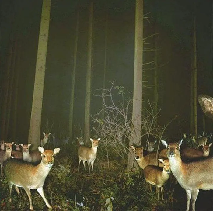 Oh Deer