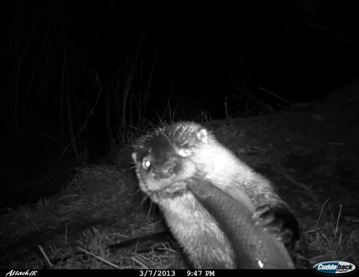 Nutria cenando